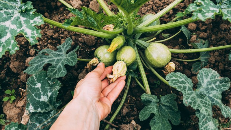 Price of pumpkin has raised rapidly in this year